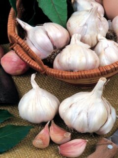 Pflanzknoblauch 3 Knollen