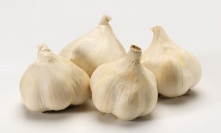 Pflanzknoblauch 3 Knollen