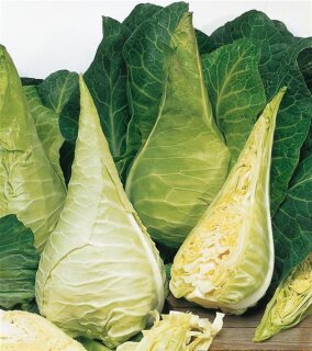 Wei&szlig;kraut Filderkraut