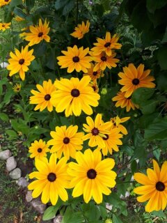 Sonnenhut Rudbeckia fulgida Goldsturm, mehrj&auml;hrig
