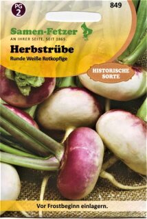 Herbstr&uuml;be Runde Wei&szlig;e Rotk&ouml;pfig