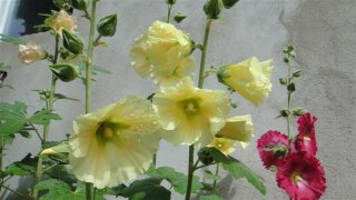 Stockrosen / Bauernrosen