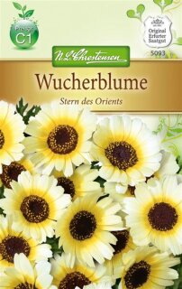 Wucherblume Stern des Orients