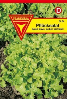 Pfl&uuml;cksalat Eichblatt gelb Frankonia Samen