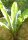 Darjeeling Banane