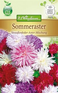 Sommeraster Strau&szlig;enfeder