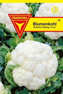 Blumenkohl Erfurter Zwerg Frankonia Samen