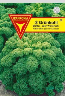 Grünkohl, halbhoher