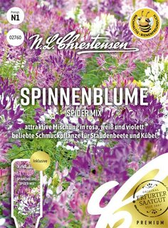 Spinnenblume Spider Mix