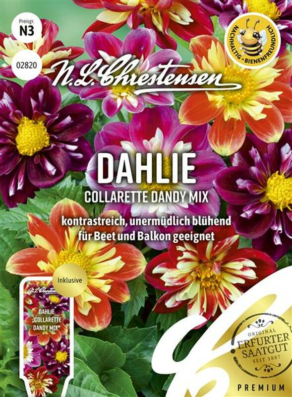 Dahlia pinnata Samen 02820 Dahlie 'Collarette Dandy Mix' 