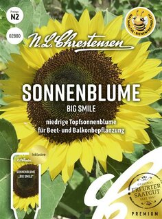 Sonnenblume Big Smile