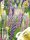 Staudenlupine Rabatten Mix