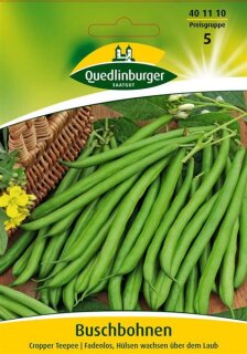 Buschbohne Cropper Teepee