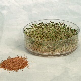 Keimsprossen Alfalfa