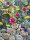 Blumenmischung Bienen-Mix