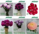 Harzastern XXL-Set 6 Sorten