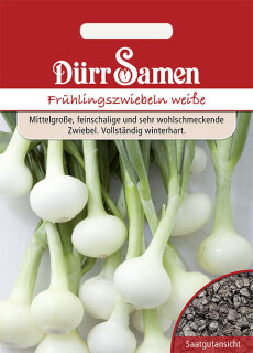 Fr&uuml;hlingszwiebel wei&szlig;e