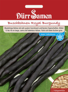 Buschbohnen Royal Burgundy