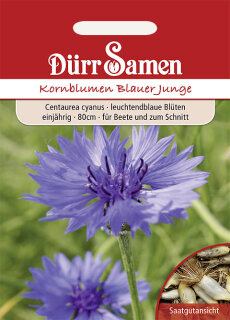 Kornblume Blauer Junge