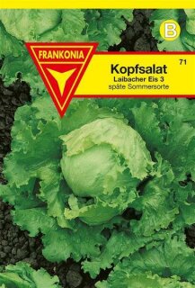 Kopfsalat Laibacher Eis 3