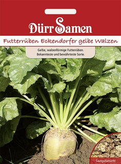Futterr&uuml;be Eckendorfer gelbe Walzen