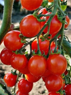 Kleine Herztomate Bryllo F1