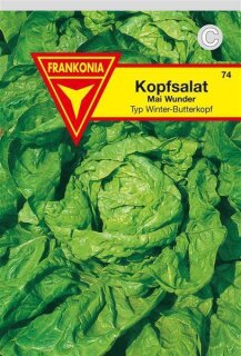 Kopfsalat Maiwunder