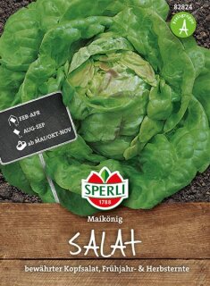 Kopfsalat Maikönig