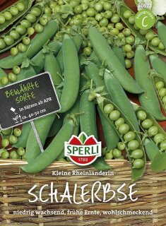 Schalerbse Kleine Rheinländerin