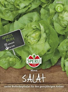 Kopfsalat Mona