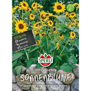 Sonnenblume King Kong