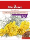 Currykraut winterhartes Würzkraut