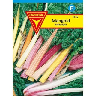 Mangold Bright Lights