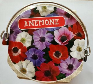 Anemone im Mini-Zinkeimer