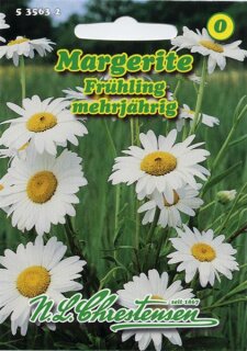 Margerite Fr&uuml;hling,wei&szlig;