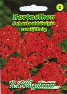 Bartnelken Scharlachk&ouml;nigin