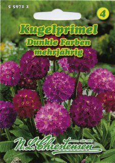 Kugelprimel dunkle Farben