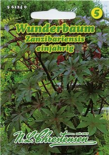 Wunderbaum Zanzibariensis