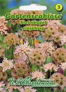 Gartenscabiose Sternkugel