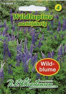 Wildlupine